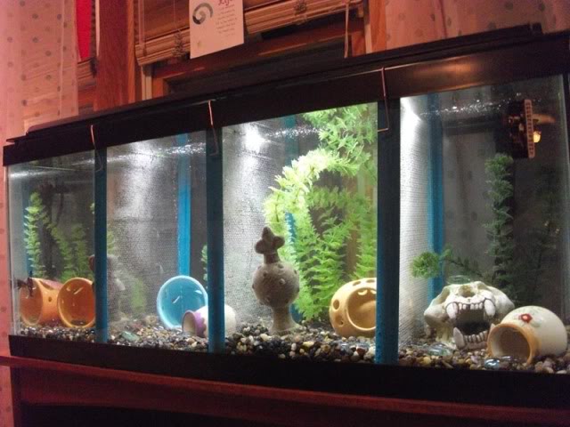 Fish for a Mini-Aquarium Keeping fish at home is a hobby practiced by millions of people around the world. For a long while the only small container available to house fish was a bowl. Small tanks and micro-filters could be had by those willing to track them down, but for the average consumer there were few choices.